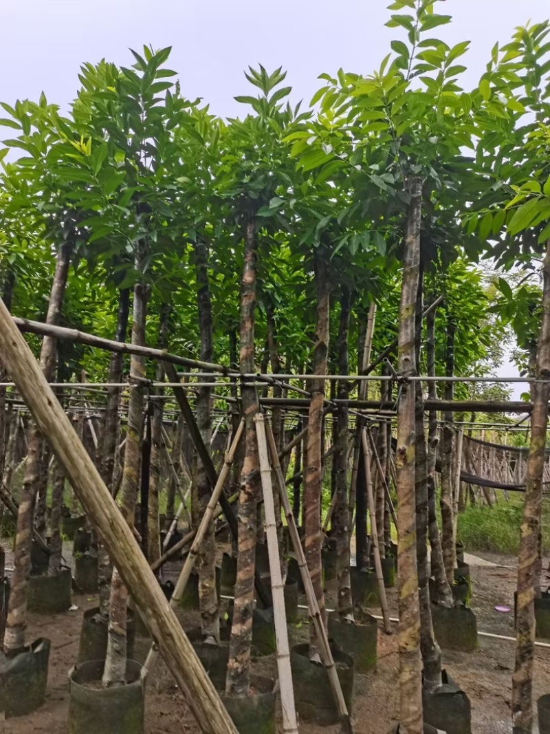 水翁树8～15公分产地直发规格齐全质量优质