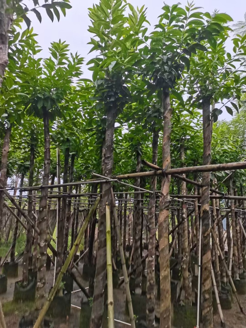 水翁树8～15公分产地直发规格齐全质量优质