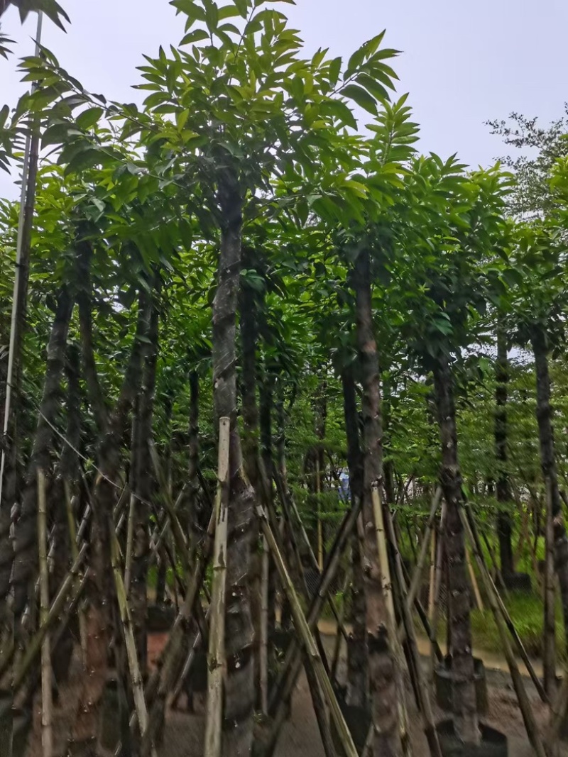 水翁树8～15公分产地直发规格齐全质量优质
