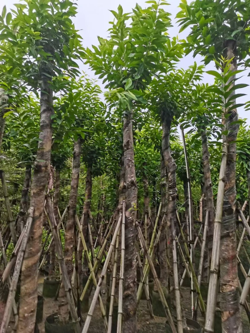 水翁树8～15公分产地直发规格齐全质量优质