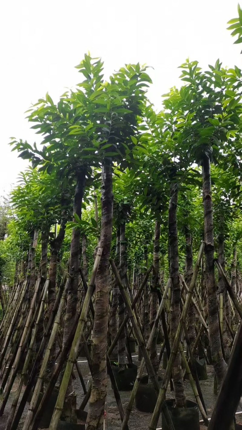 水翁树8～15公分产地直发规格齐全质量优质