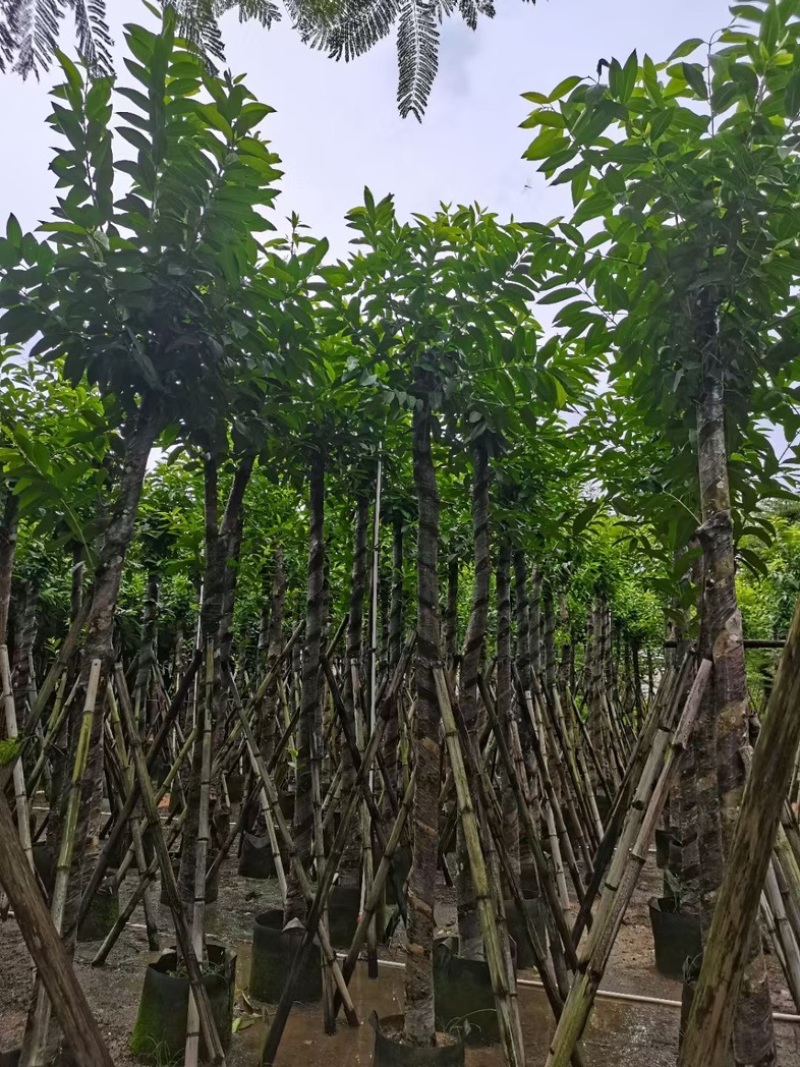 水翁树8～15公分产地直发规格齐全质量优质