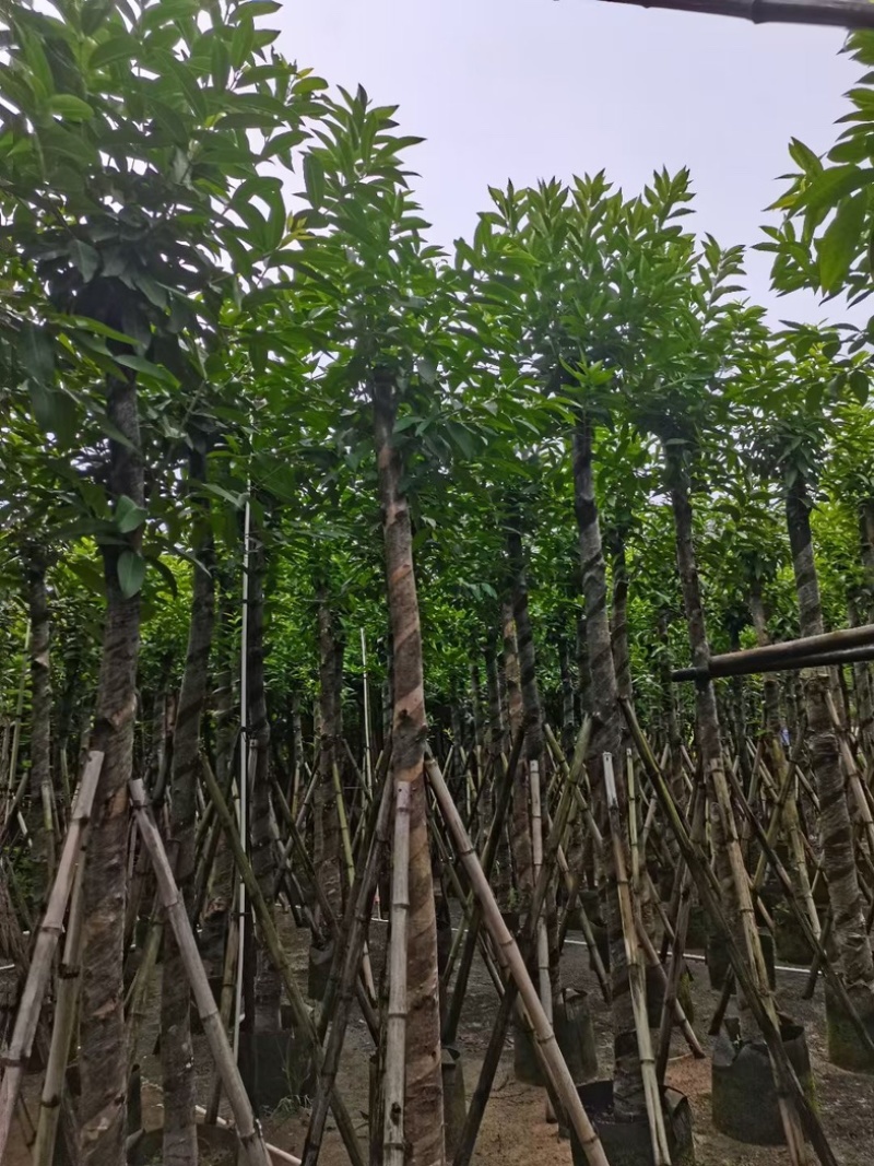 水翁树8～15公分产地直发规格齐全质量优质