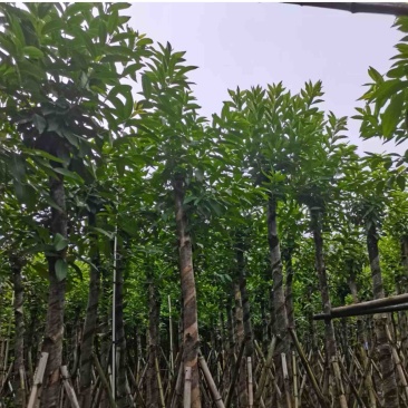 水翁树8～15公分产地直发规格齐全质量优质
