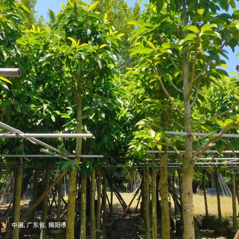小骨架白玉兰7～10公分产地直发规格齐全质量优质