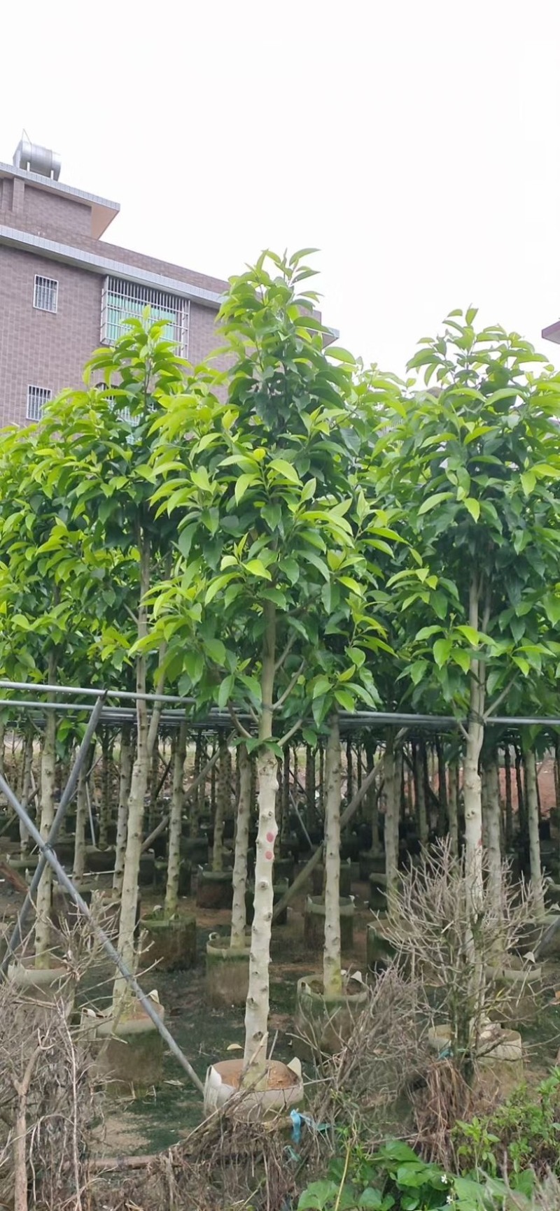 小骨架白玉兰7～10公分产地直发规格齐全质量优质