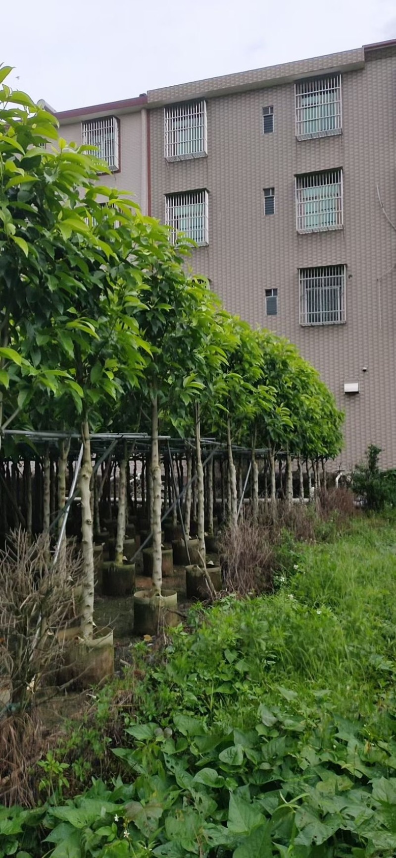 小骨架白玉兰7～10公分产地直发规格齐全质量优质