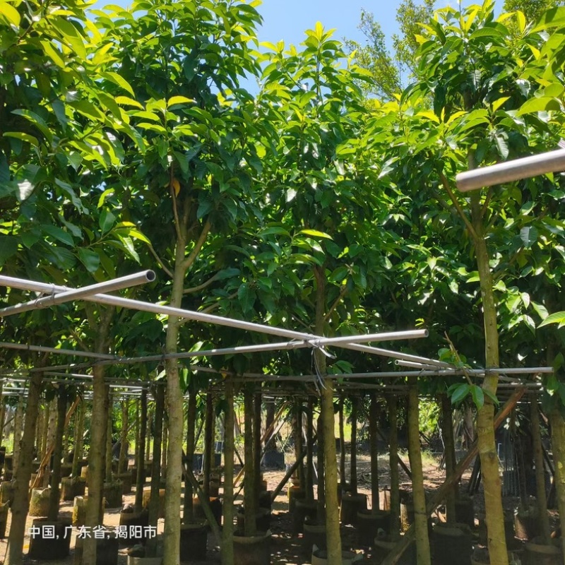 小骨架白玉兰7～10公分产地直发规格齐全质量优质
