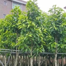 小骨架白玉兰7～10公分产地直发规格齐全质量优质