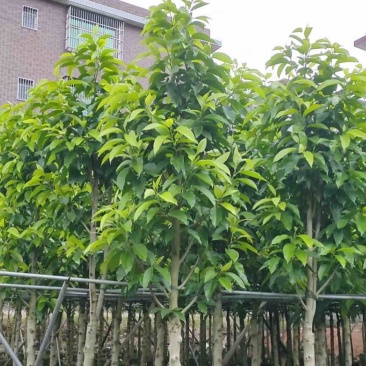小骨架白玉兰7～10公分产地直发规格齐全质量优质