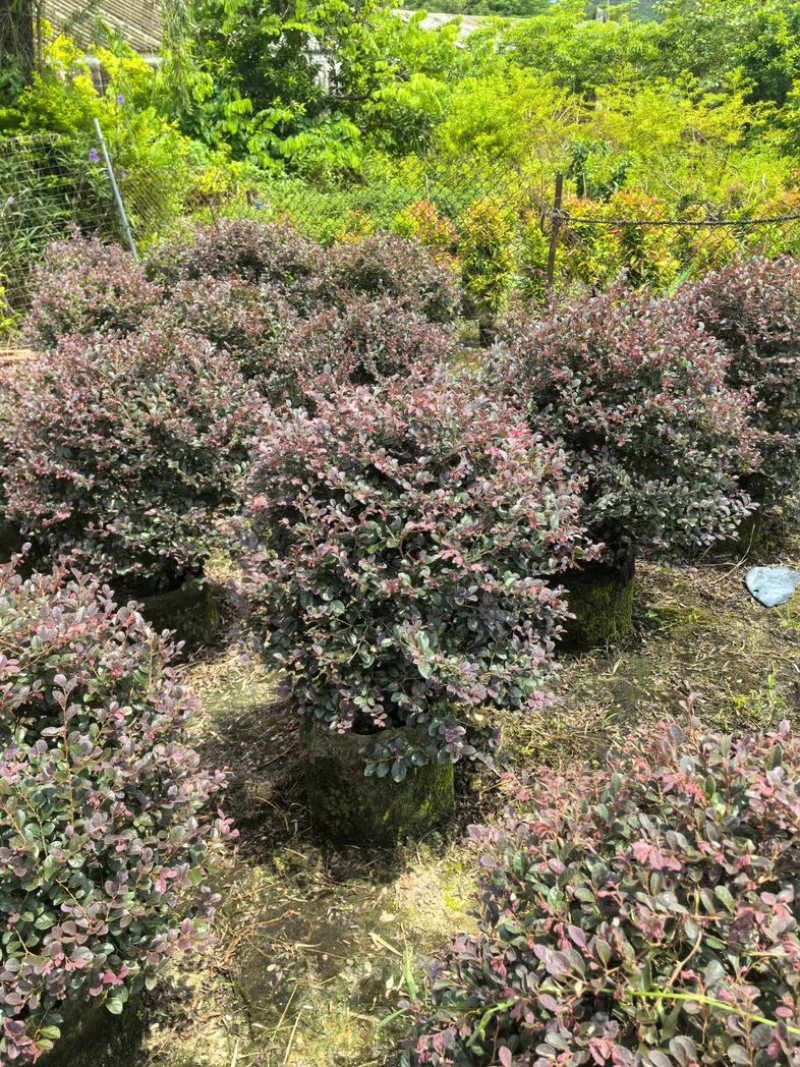 红花继木球70～2米产地直发规格齐全质量优质