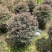 红花继木球70～2米产地直发规格齐全质量优质