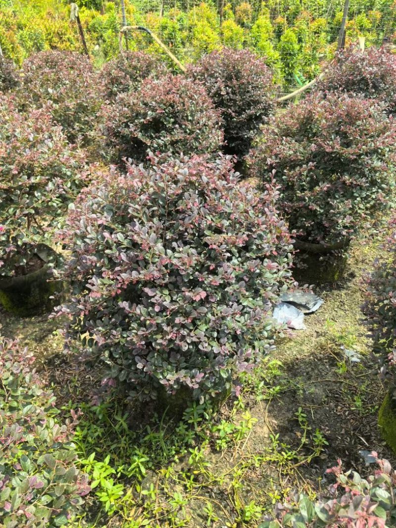 红花继木球70～2米产地直发规格齐全质量优质