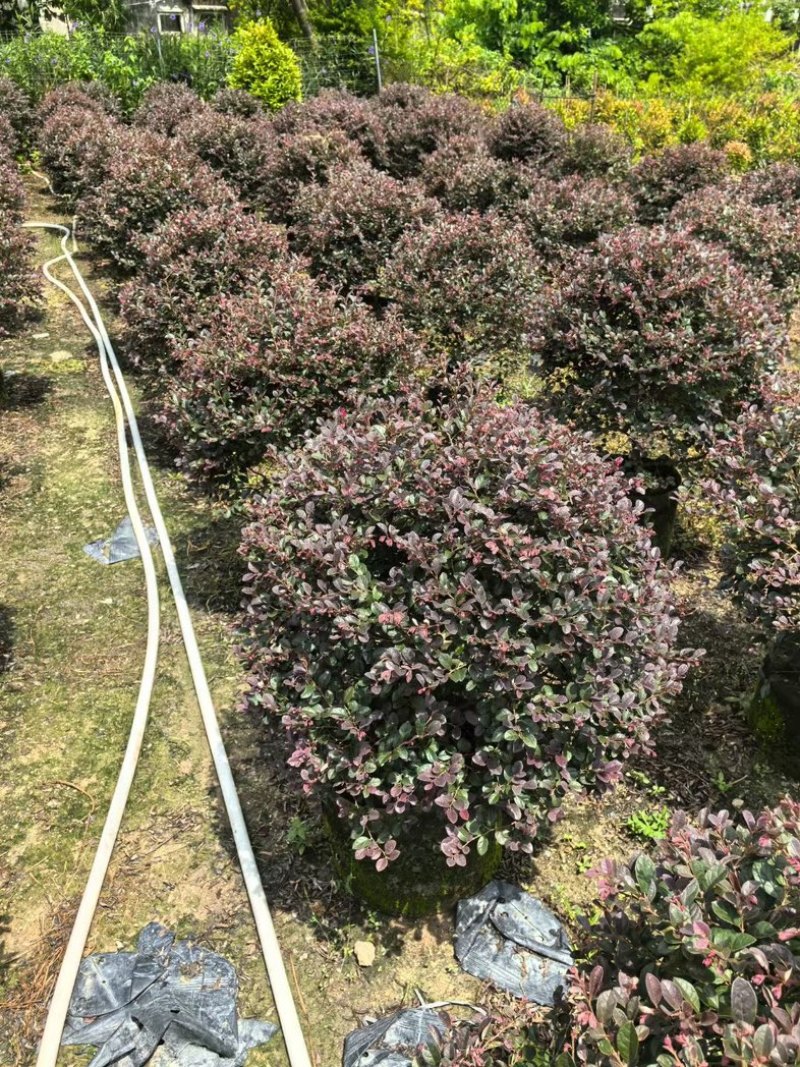 红花继木球70～2米产地直发规格齐全质量优质
