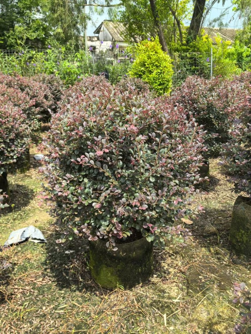 红花继木球70～2米产地直发规格齐全质量优质