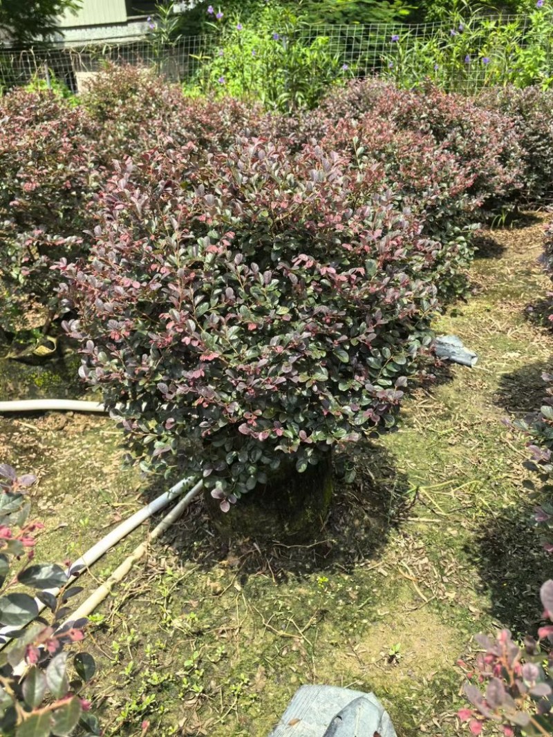 红花继木球70～2米产地直发规格齐全质量优质