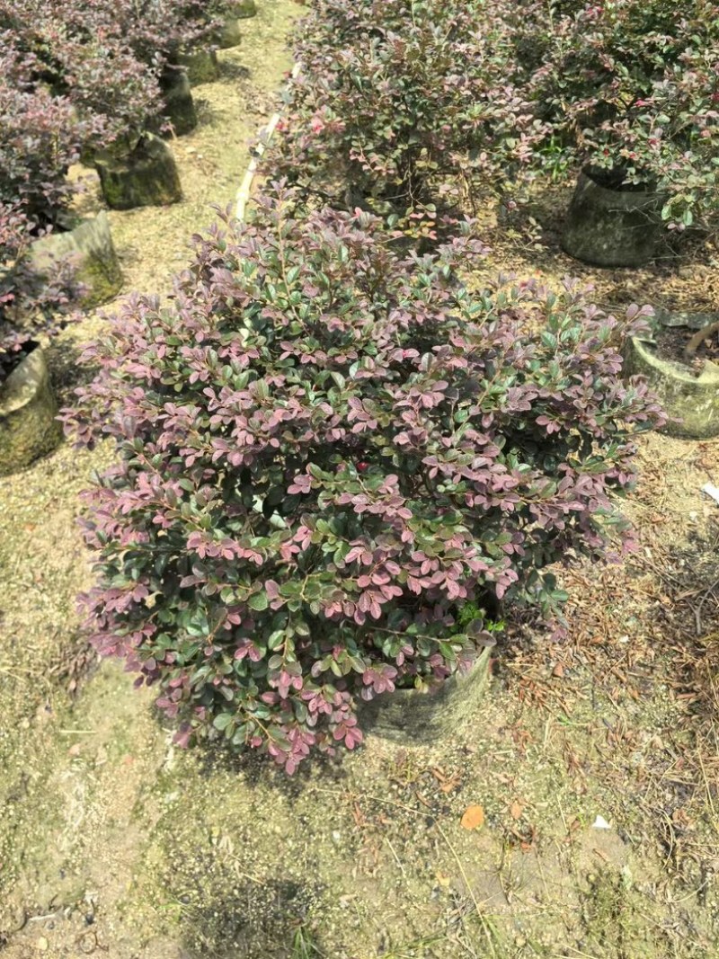红花继木球70～2米产地直发规格齐全质量优质