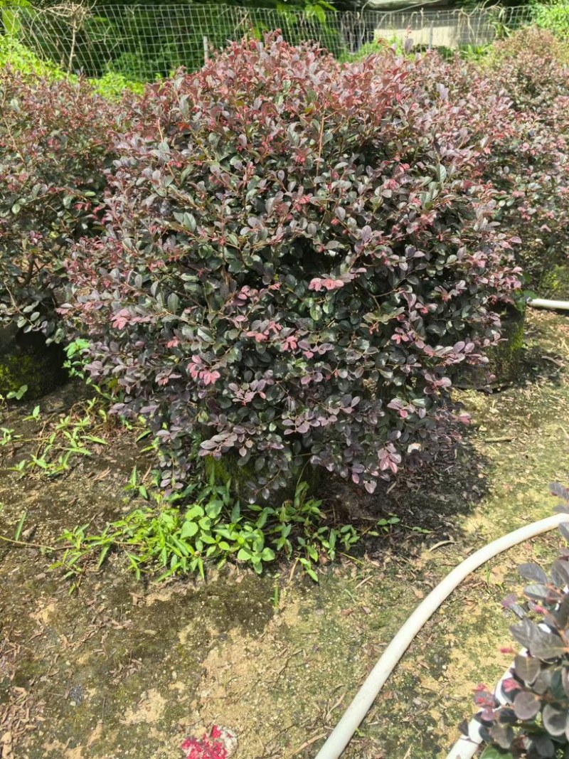 红花继木球70～2米产地直发规格齐全质量优质