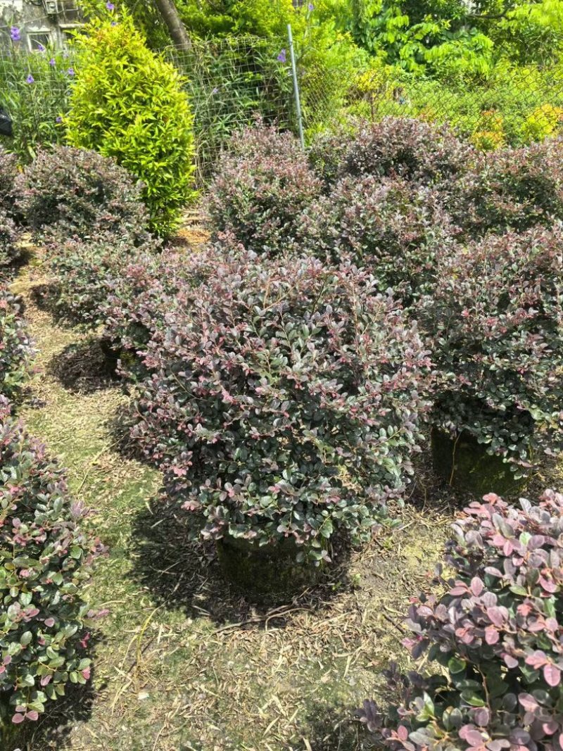 红花继木球70～2米产地直发规格齐全质量优质