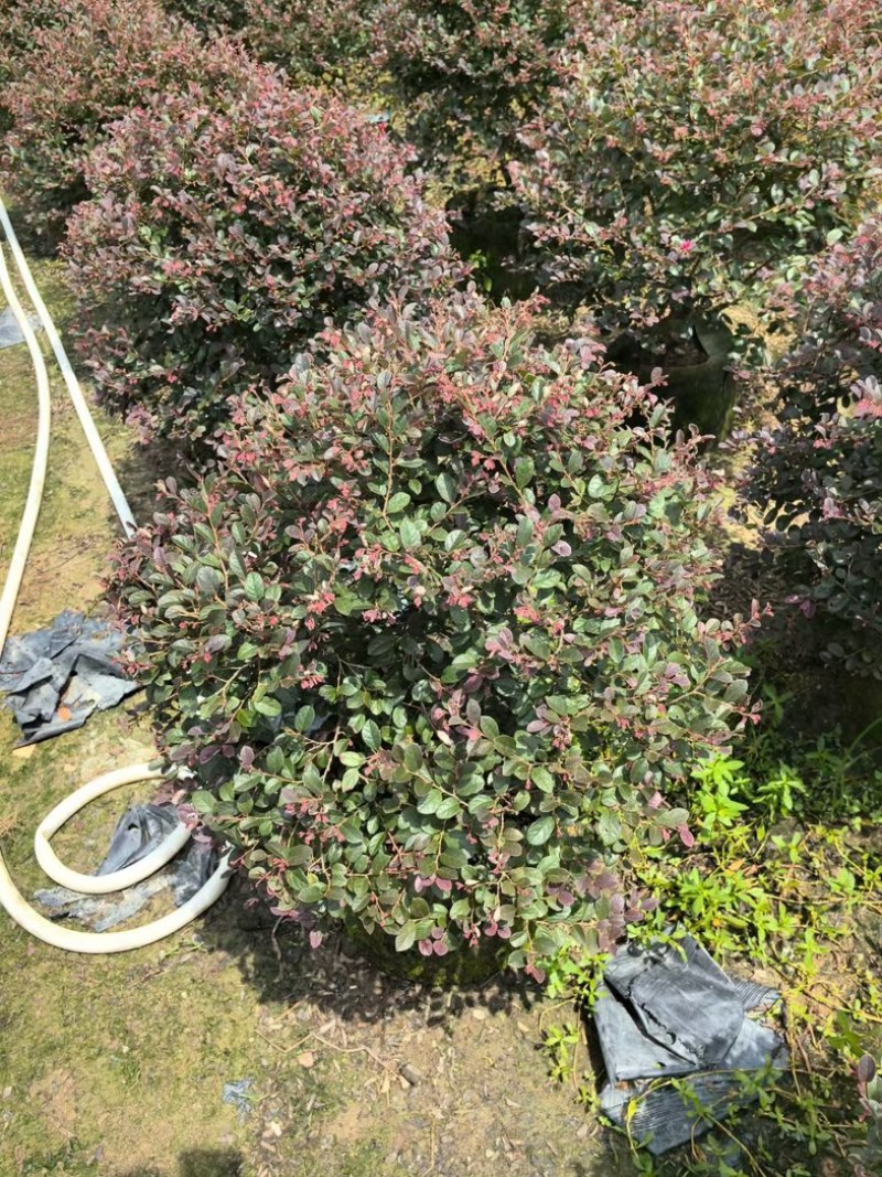 红花继木球70～2米产地直发规格齐全质量优质