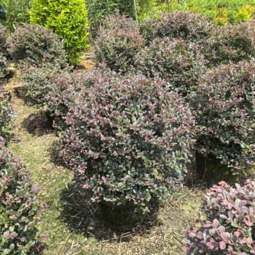 红花继木球70～2米产地直发规格齐全质量优质