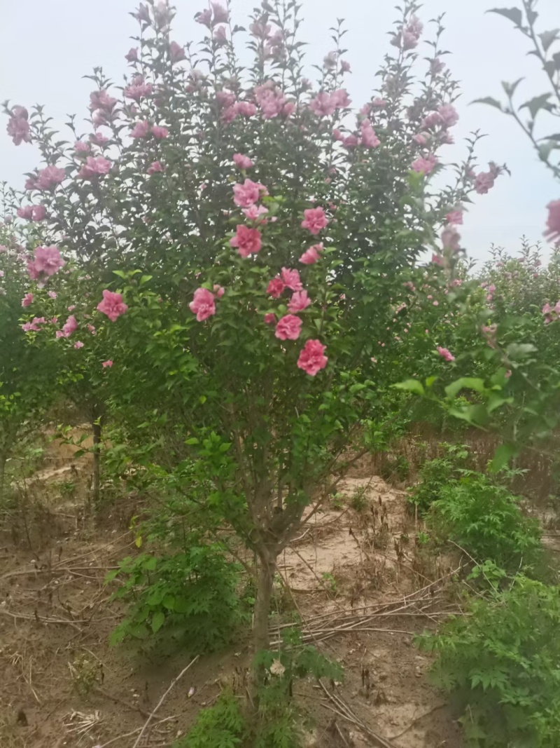 8的木槿