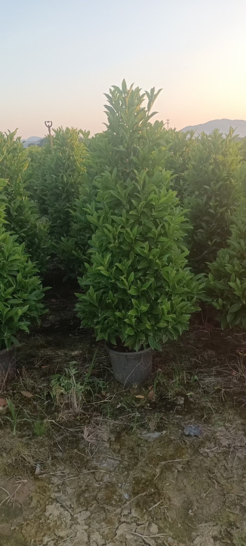 非洲茉莉塔型1米至2米灰莉毛球1米至2米基地直销