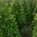 非洲茉莉塔型1米至2米灰莉毛球1米至2米基地直销