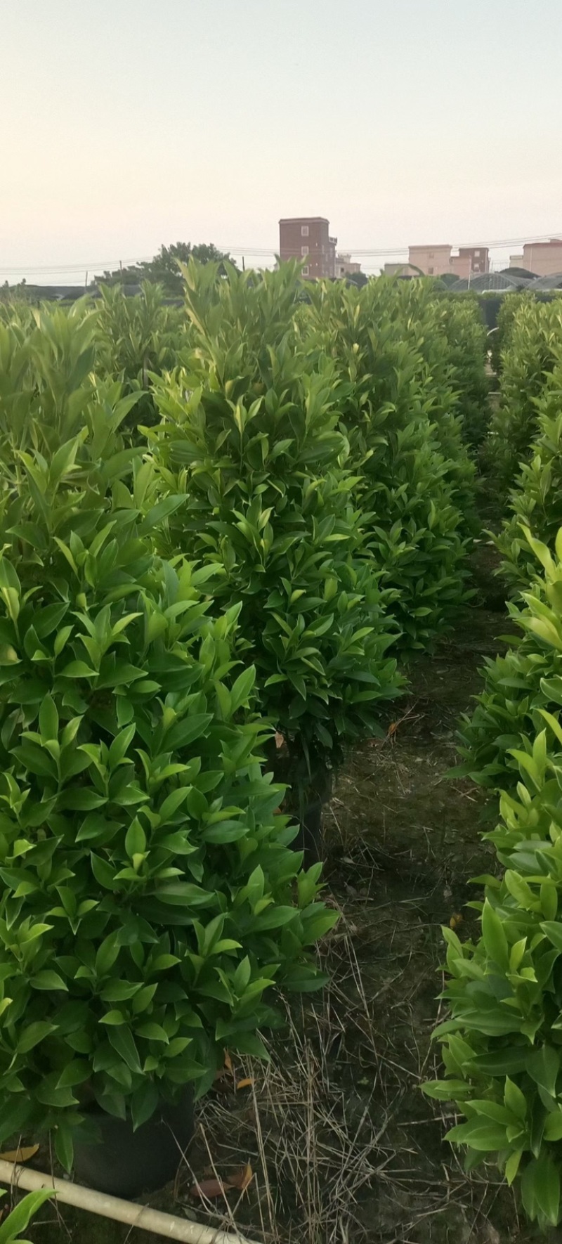 非洲茉莉塔型1米至2米灰莉毛球1米至2米基地直销