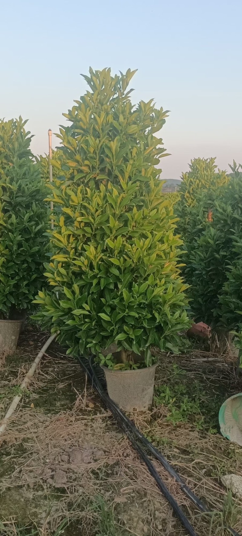 非洲茉莉塔型1米至2米灰莉毛球1米至2米基地直销