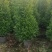 非洲茉莉塔型1米至2米灰莉毛球1米至2米基地直销