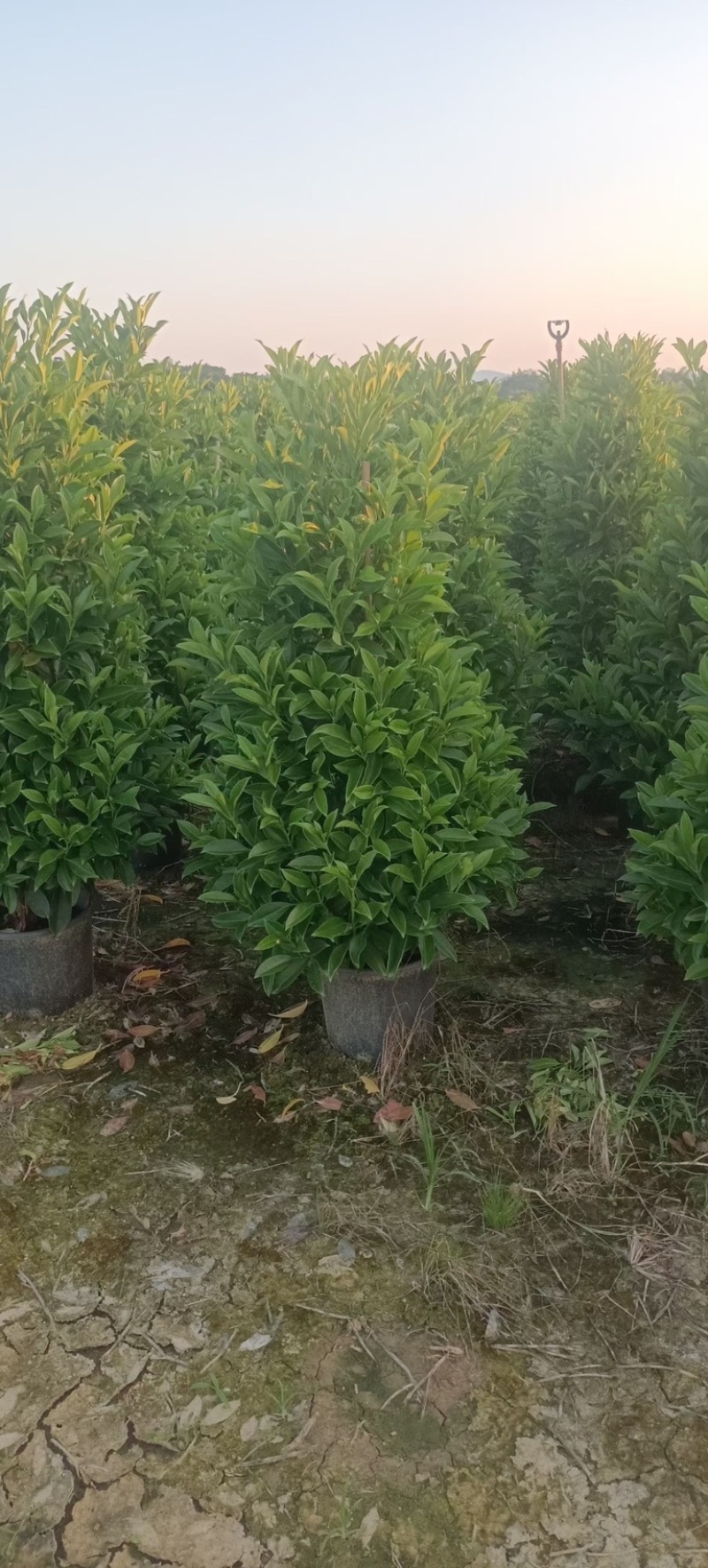非洲茉莉塔型1米至2米灰莉毛球1米至2米基地直销
