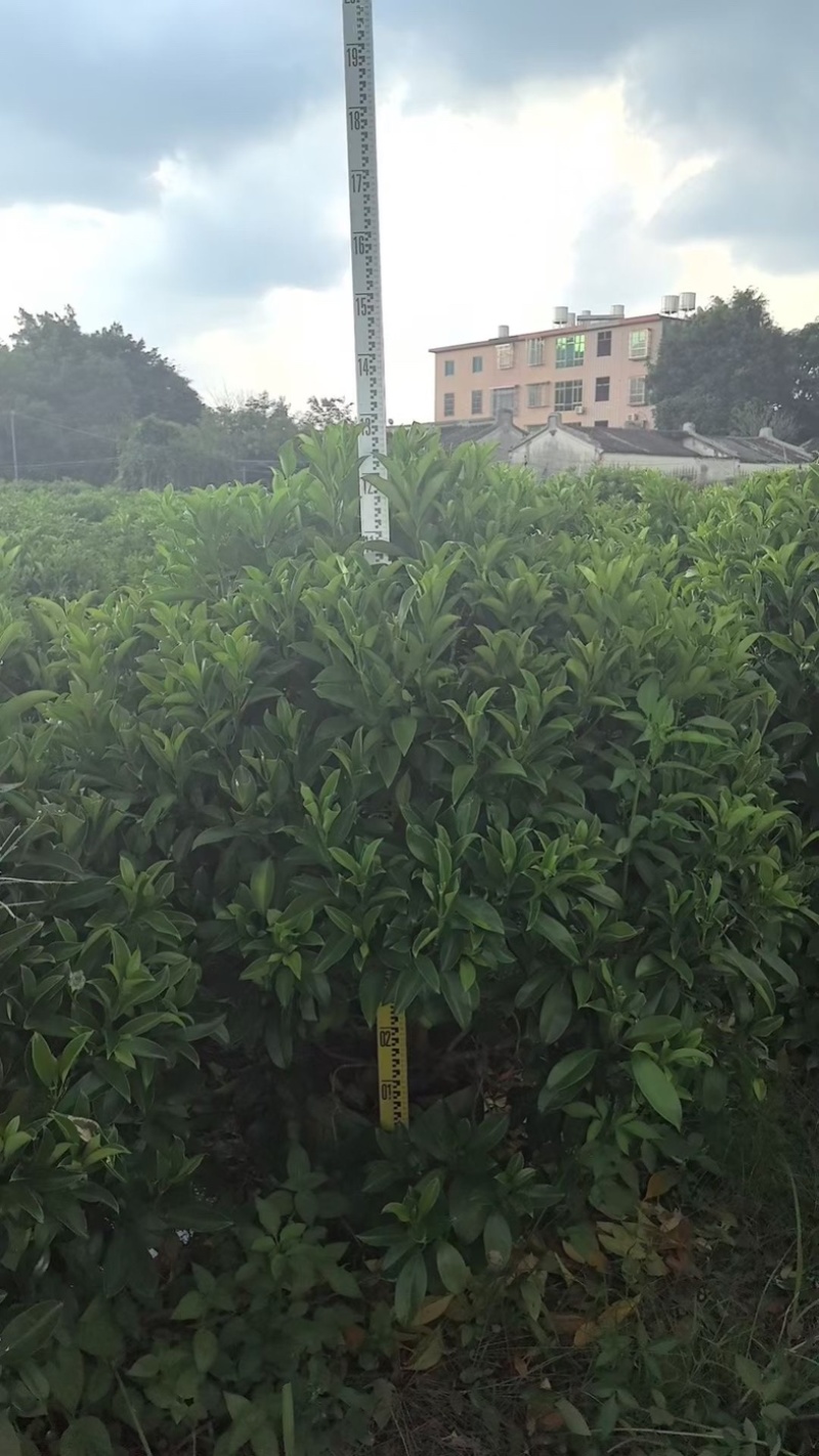 非洲茉莉塔型1米至2米灰莉毛球1米至2米基地直销