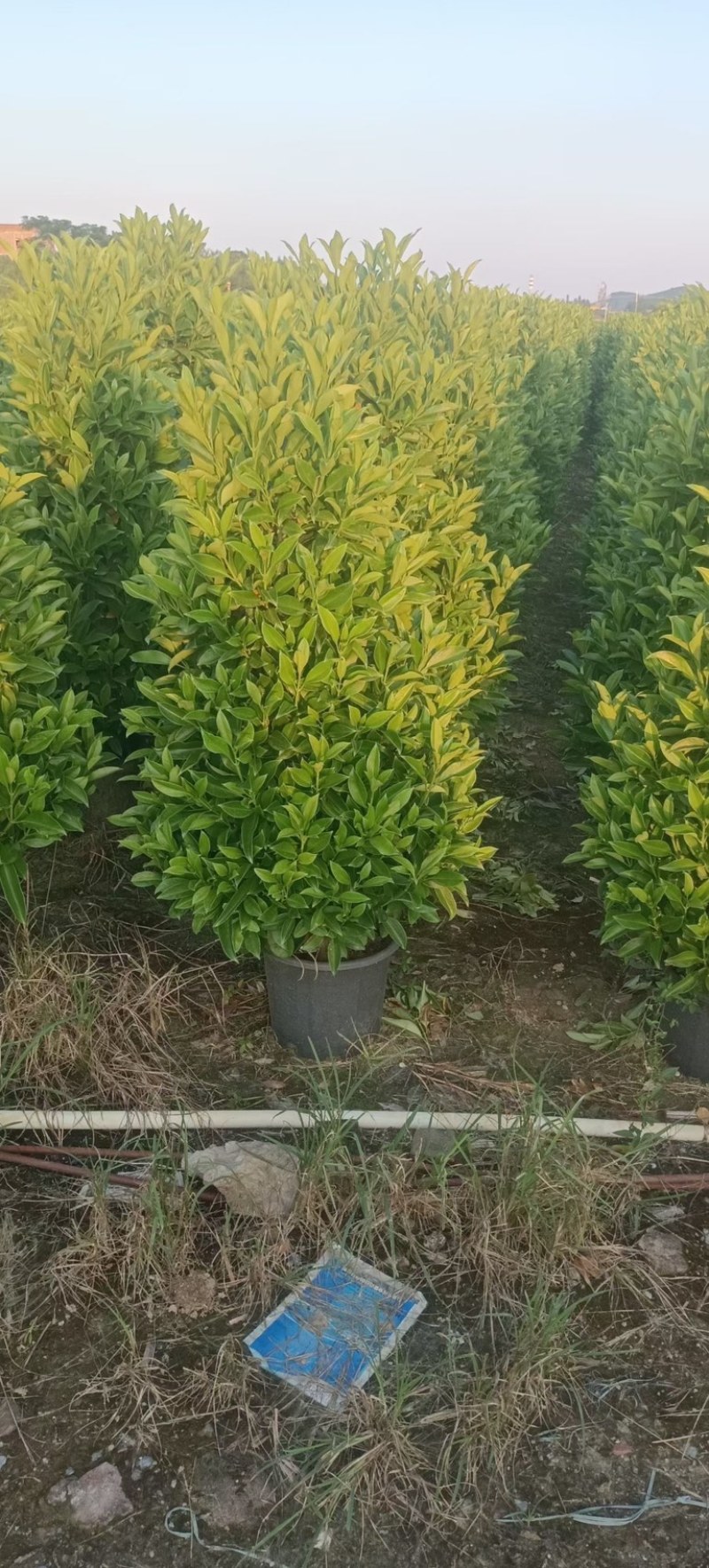 非洲茉莉塔型1米至2米灰莉毛球1米至2米基地直销