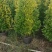 非洲茉莉塔型1米至2米灰莉毛球1米至2米基地直销