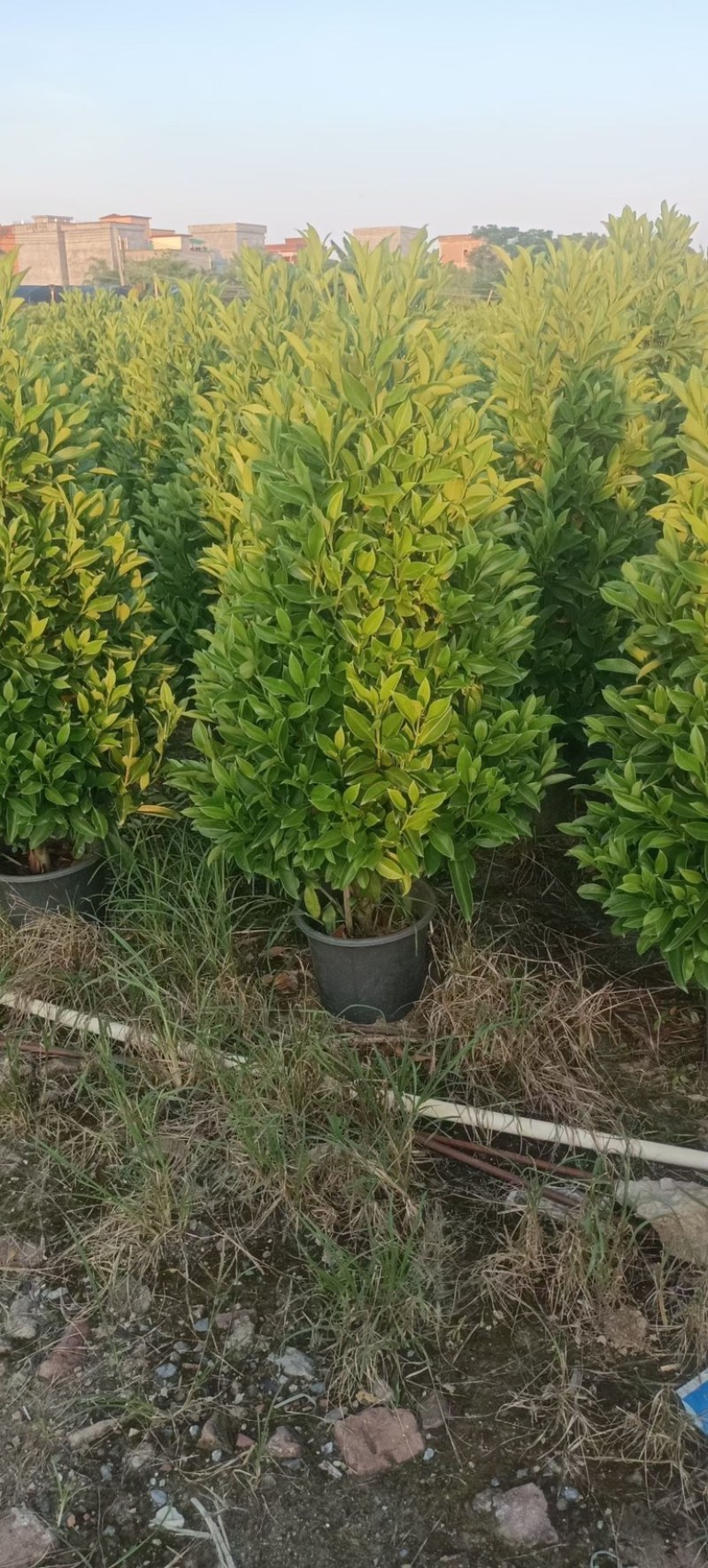 非洲茉莉塔型1米至2米灰莉毛球1米至2米基地直销