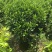 非洲茉莉塔型1米至2米灰莉毛球1米至2米基地直销