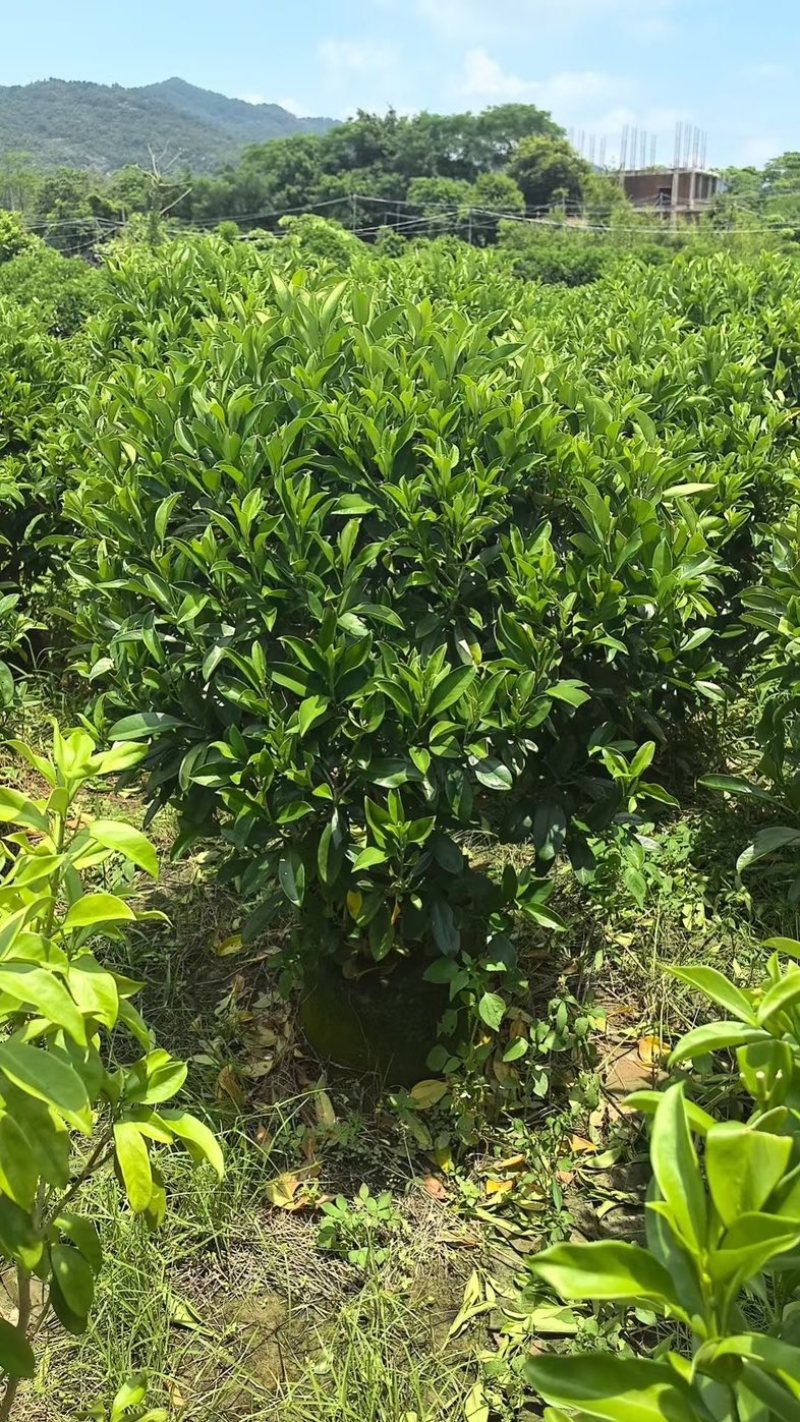 非洲茉莉塔型1米至2米灰莉毛球1米至2米基地直销