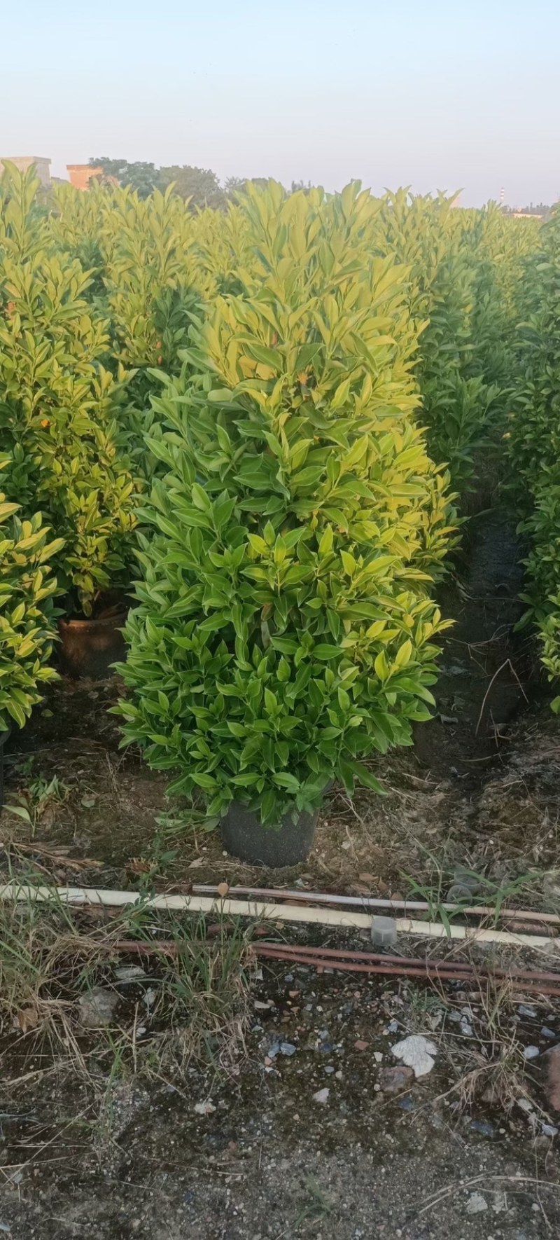 非洲茉莉塔型1米至2米灰莉毛球1米至2米基地直销