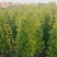 非洲茉莉塔型1米至2米灰莉毛球1米至2米基地直销