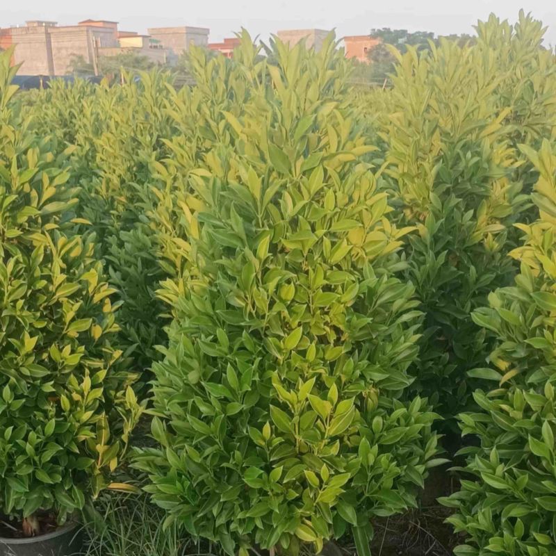 非洲茉莉塔型1米至2米灰莉毛球1米至2米基地直销