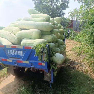 河南精品白皮冬瓜产地直发品质保证量大足有欢迎联系
