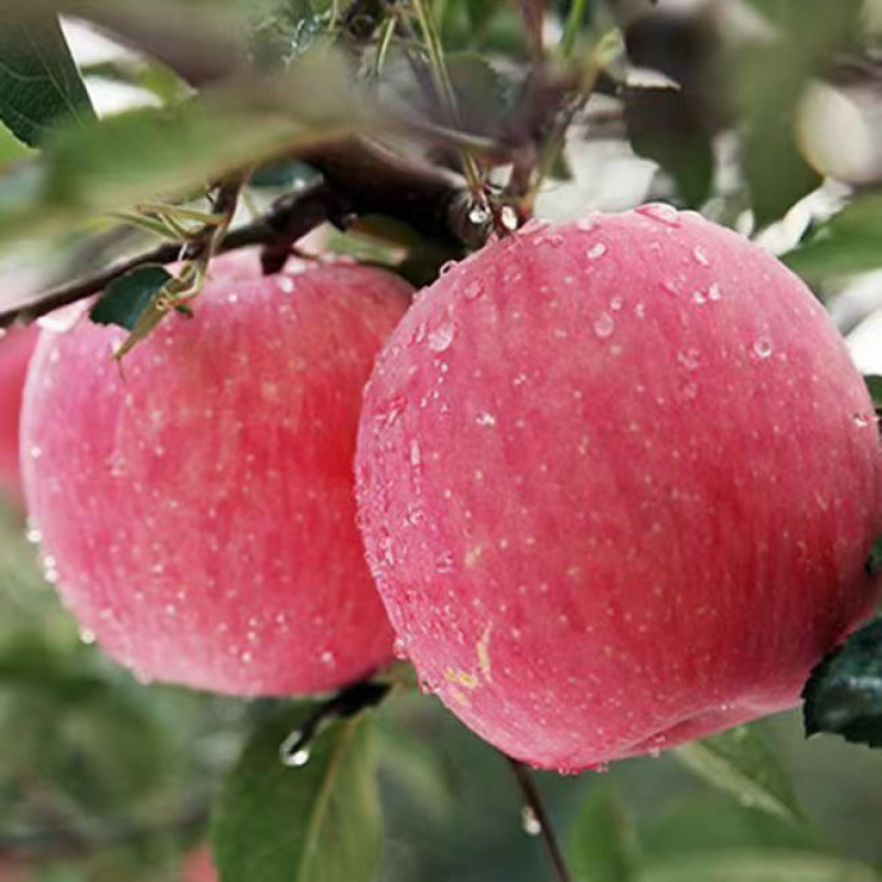 昭通红富士🍎🍎2001马上上市，对接全国各大渠道