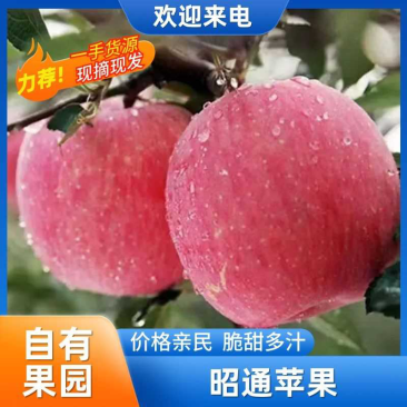 昭通红富士🍎🍎2001马上上市，对接全国各大渠道