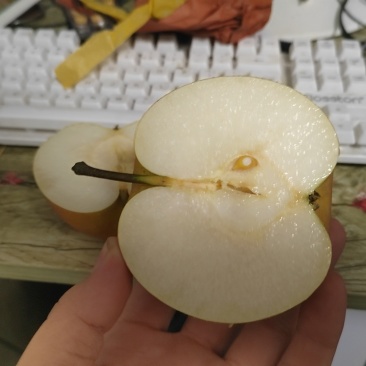 秋月梨
