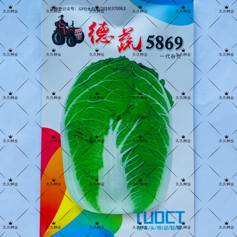 德蔬5869白菜种子冬储白菜种籽高产抗病耐寒秋播大