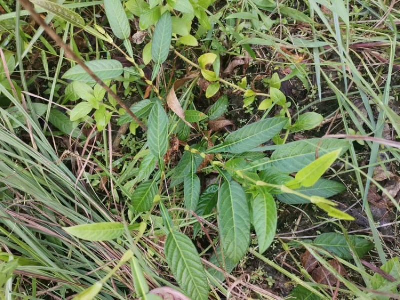 葫芦茶