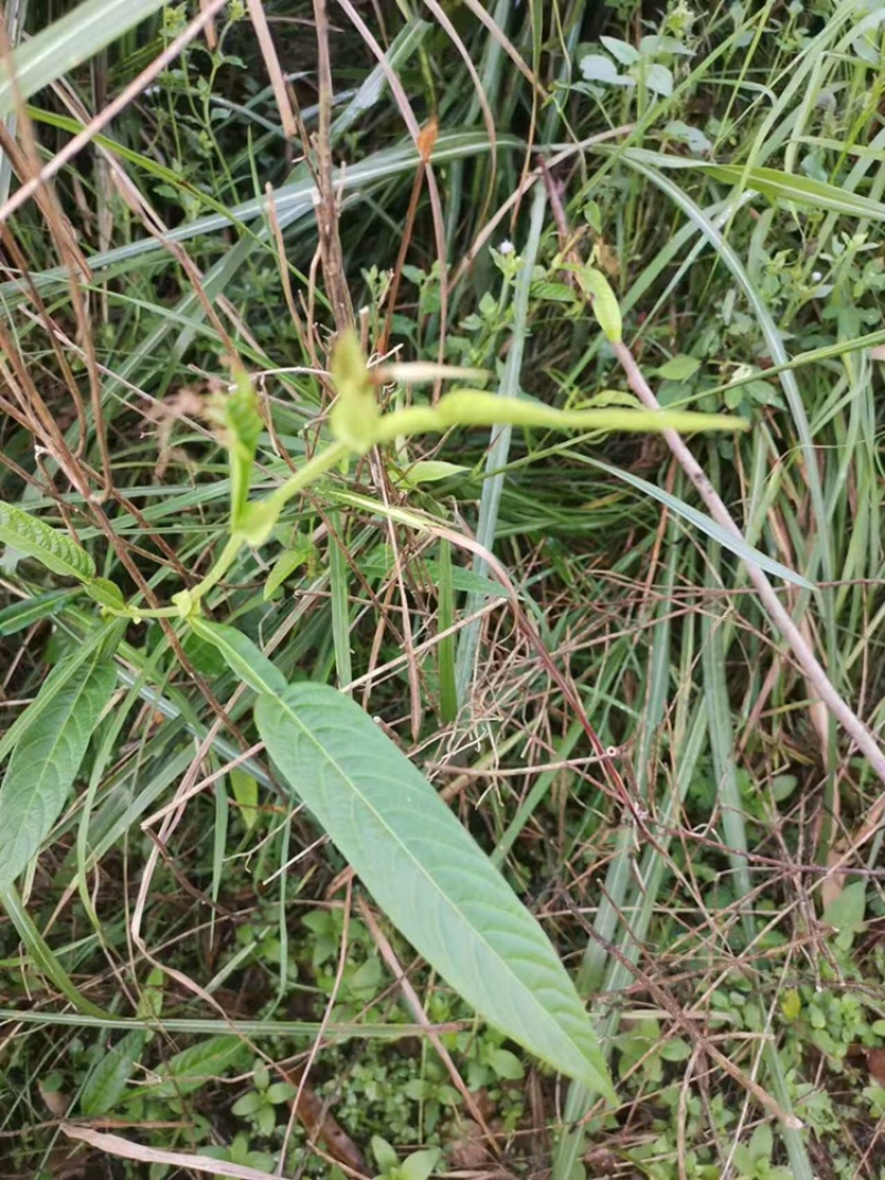 葫芦茶