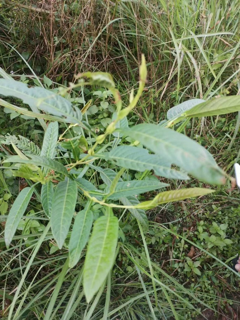 葫芦茶