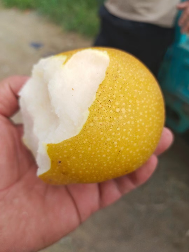 秋月梨